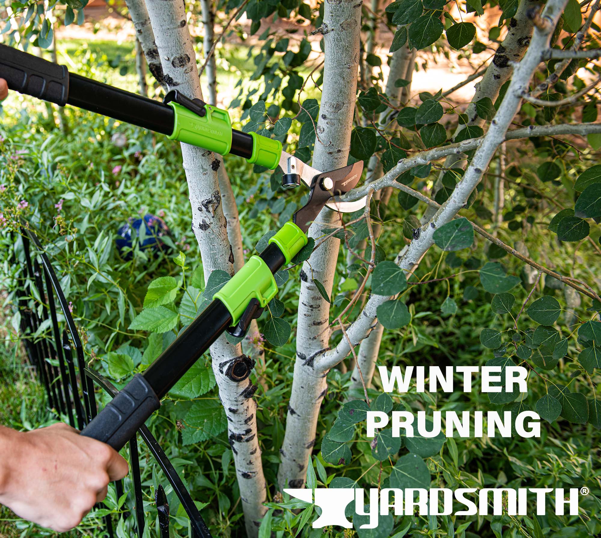 Winter Pruning: When should you do it?